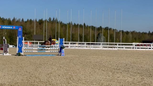 Horse for sale