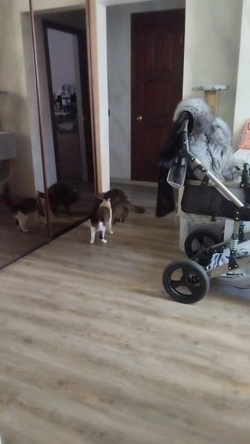 Играют во что-то наверное. 😺 #shorts #cats #Снежка #Буся