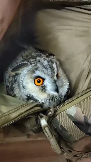 Сова