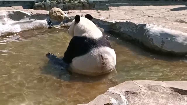 🐼 В нынешнюю жару нужно не забывать охлаждаться — собственно, этим и занимается панда Жуи