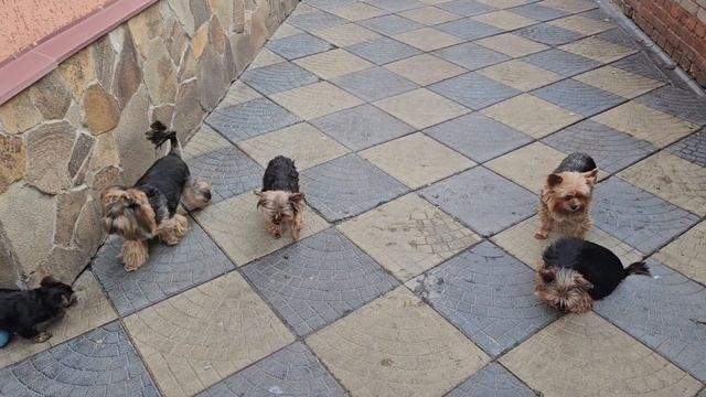 Щенки йорки, мы уже гуляем на улице)