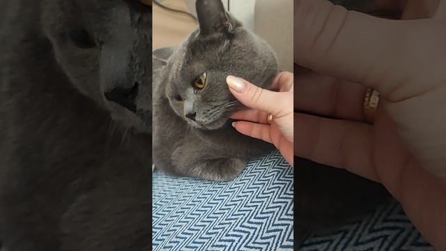 Самый добрый кот Чакки 🐱👍🐱