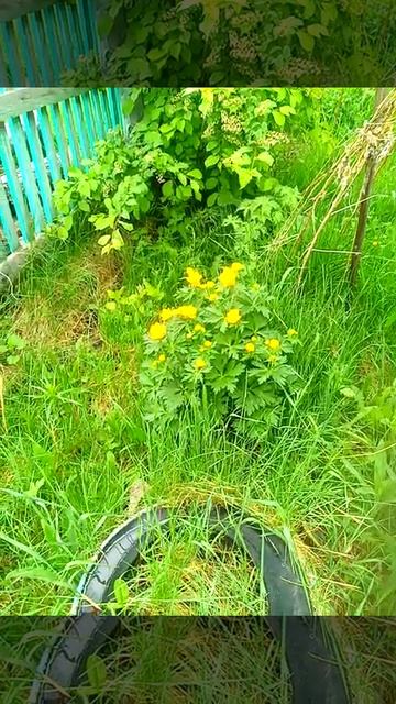 лесные цветы в палисаднике