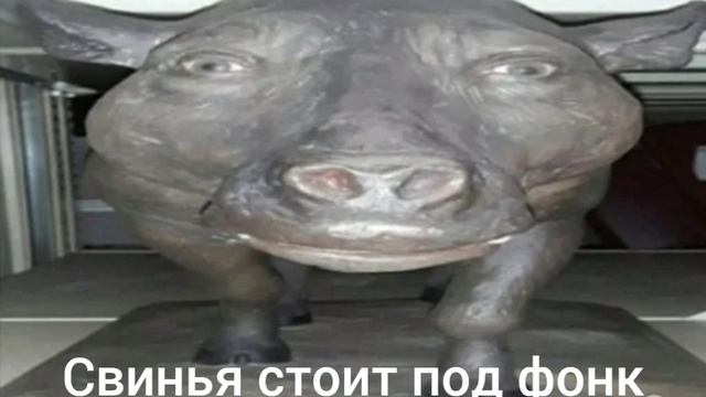 Стремная свинья стоит под жёсткий фонк