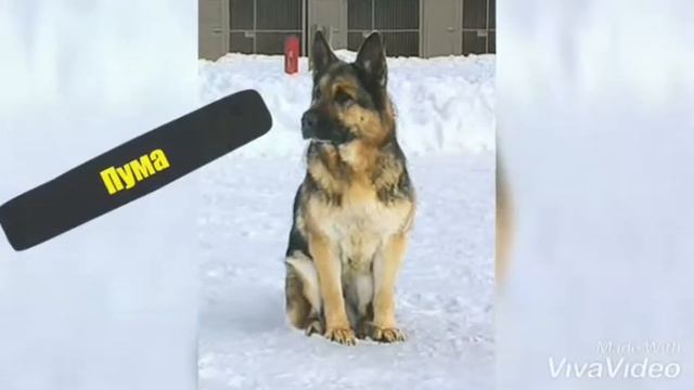 Фрида (тип ГДР) и её предки