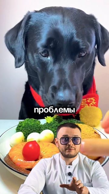 Диарея у собак