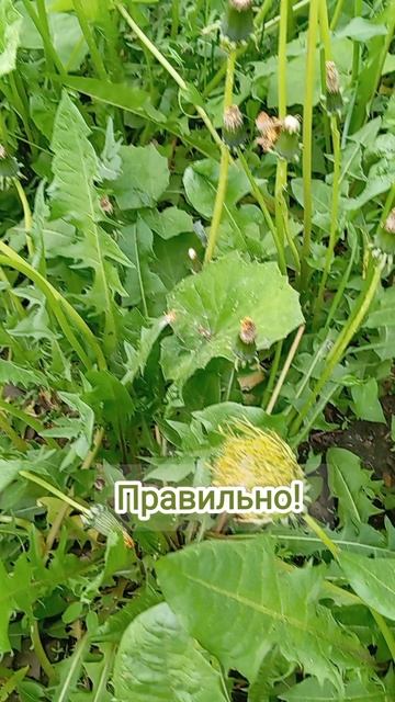 Угадай цветок. Загадка.mp4