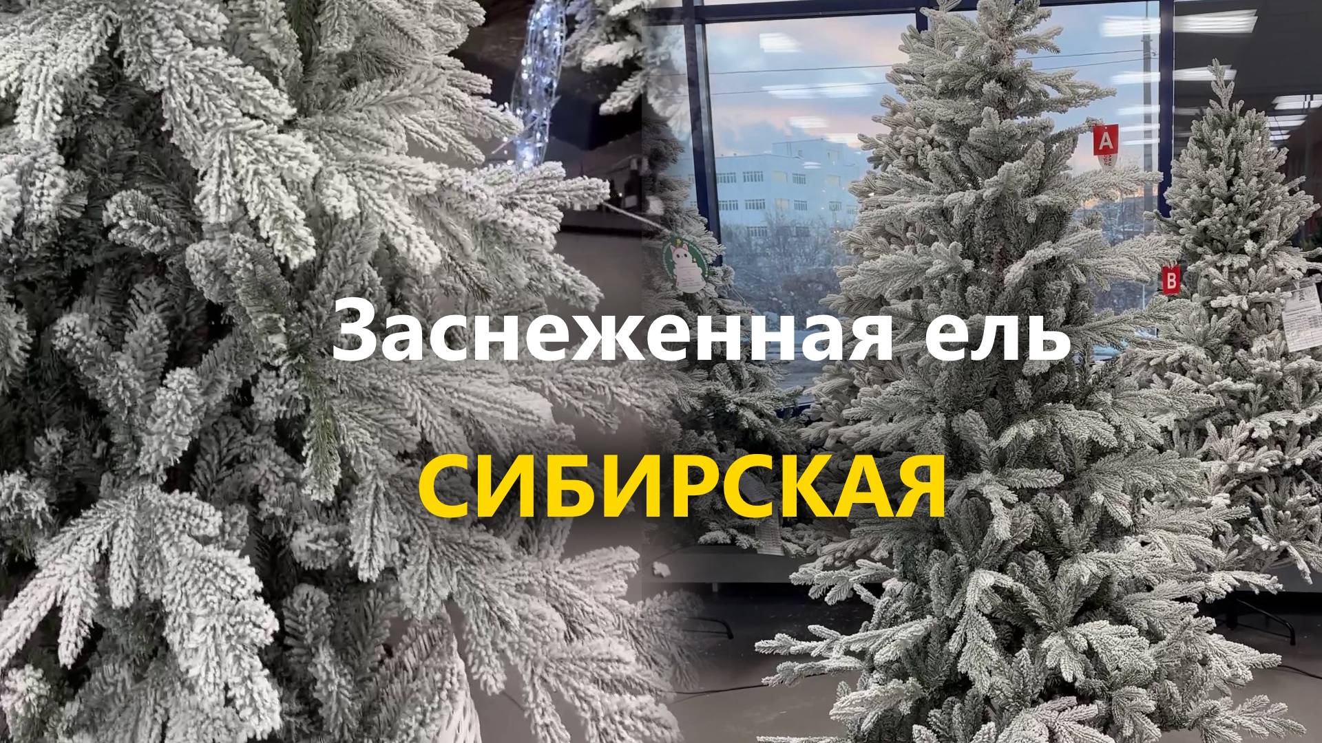 Заснеженная елка "Сибирская"