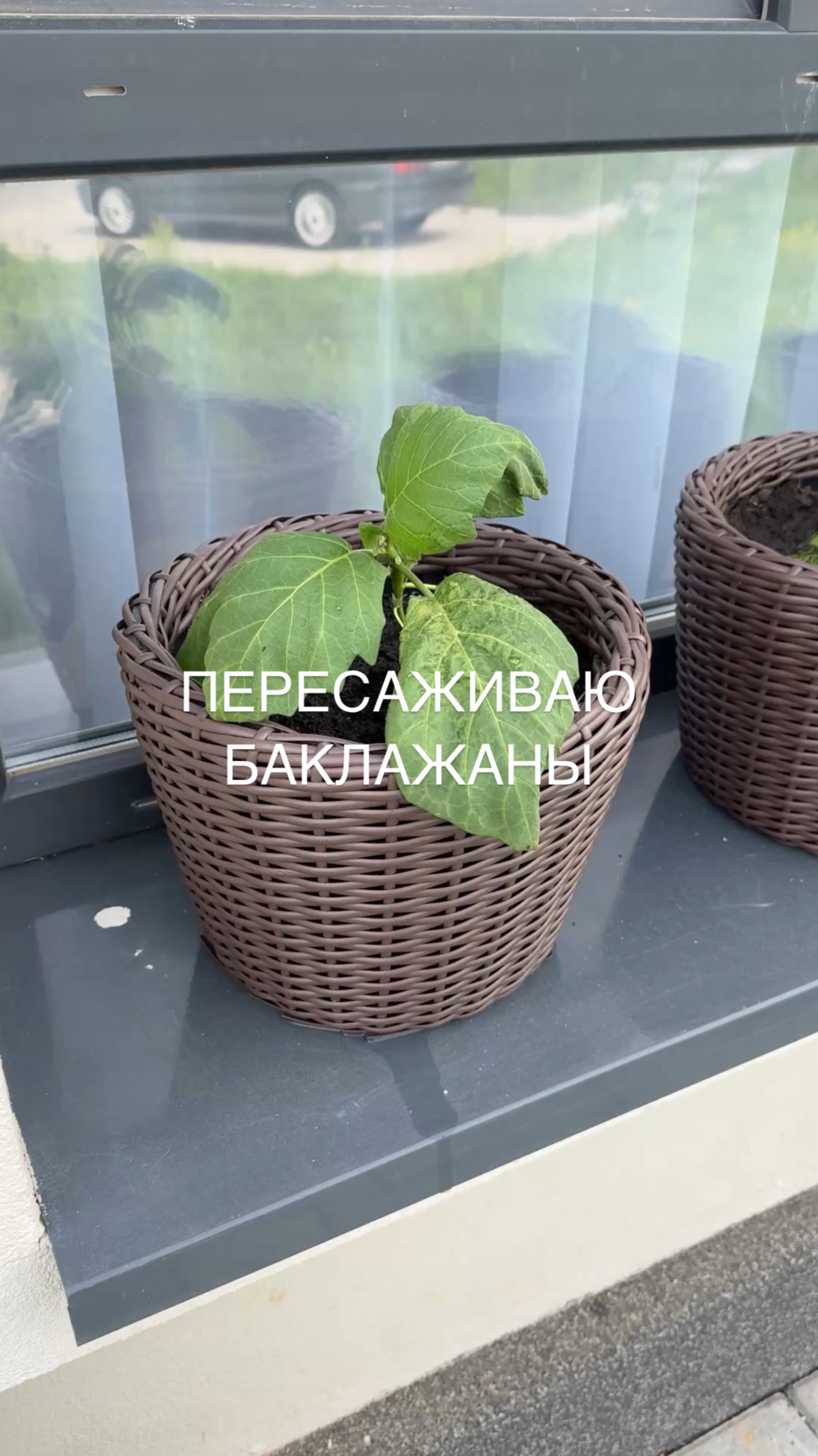 Огород на окошке