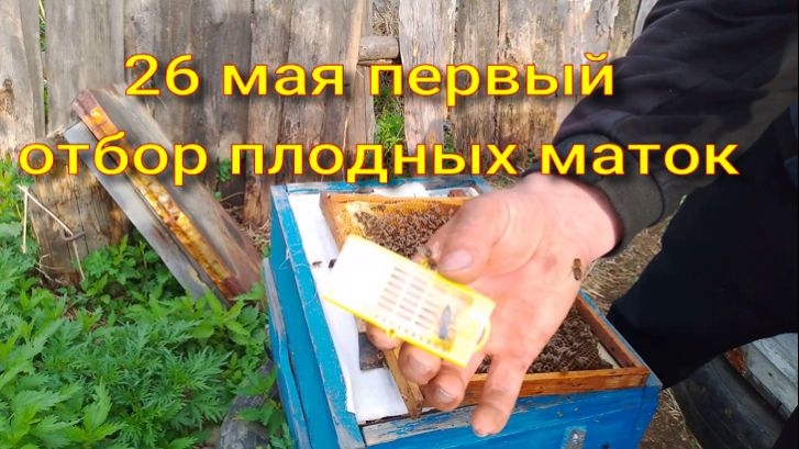 первый отбор полодных молодых  маток карника линия тройзек 1075