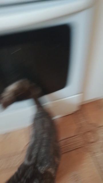 это мой кот