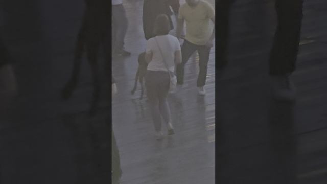 Танцы в Парке Горького, собака, без паники, 2025-05-24 21:23