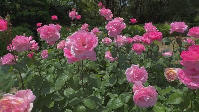 САДЫ ЯПОНИИ. САД СУМА РИКЮ  Suma Rikyu Park ВЕСНА 2025 г Это залитый солнцем Райский уголок.