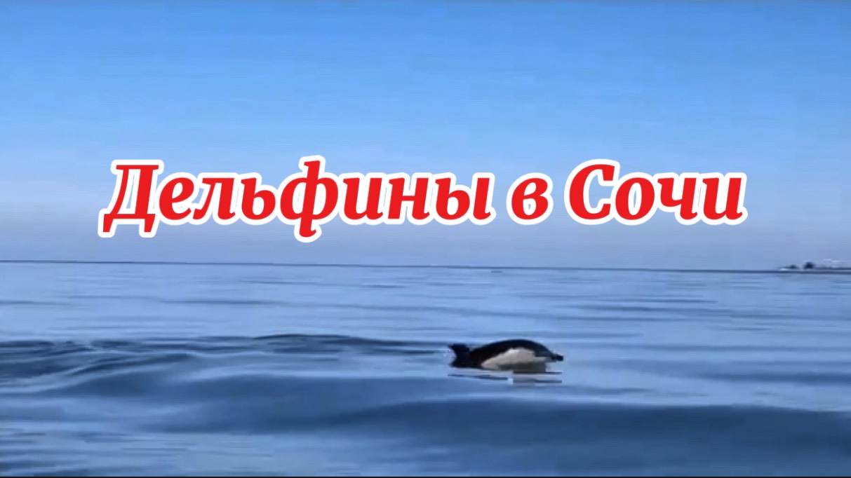 Дельфины на завтрак ловят рыбу в Чёрном море. Сочи