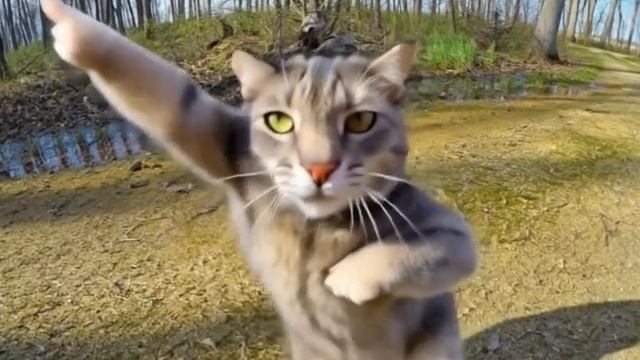 котик балл котик балл котик бал балл бал
