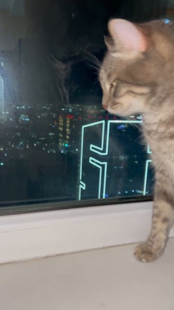 Милый котик 🐱