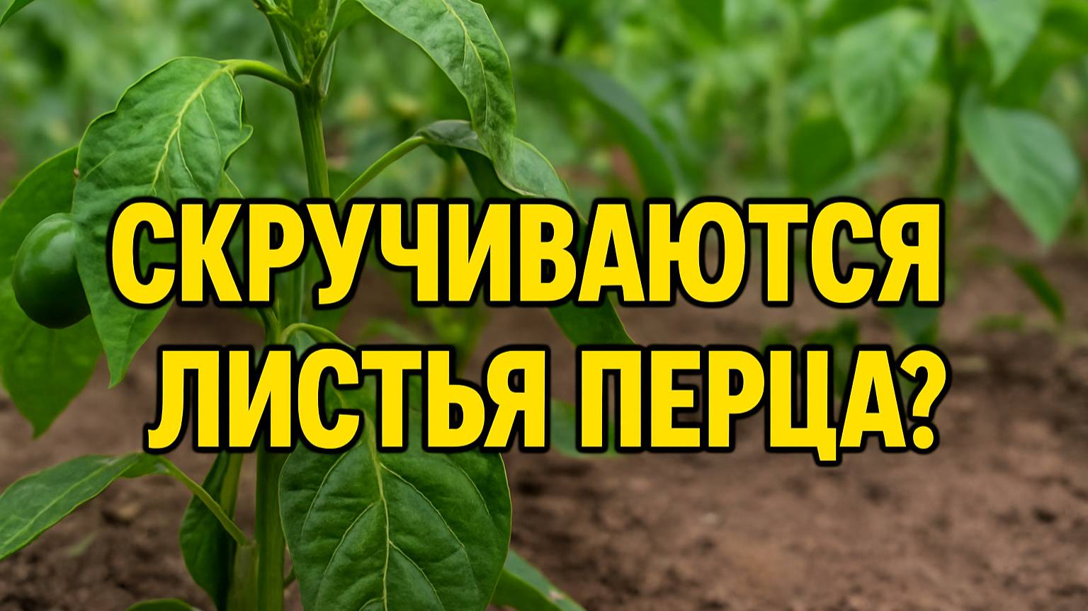 Скручиваются листья перца? Почему так происходит и что делать!
