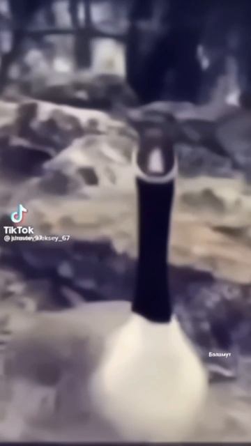 Может на рыбалку? Хоть бы кто знак подал... Давно ходили ловить? #рыбалка #врек #юмор