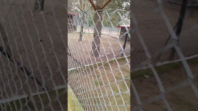 Заповедник ,Украина, еду в Варшаву.5.02.25 г.По дороге, на ?