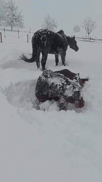 Снежные процедуры