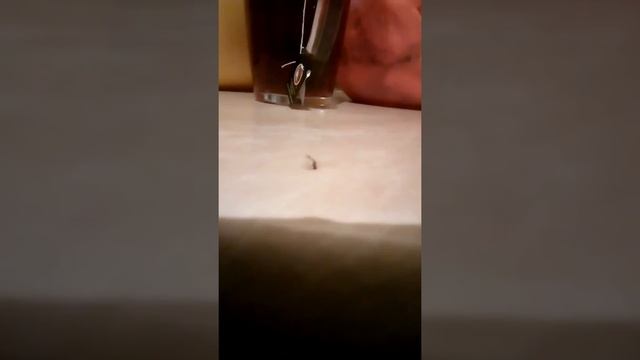 Мушка танцует брэйк)/Fly dancing break
