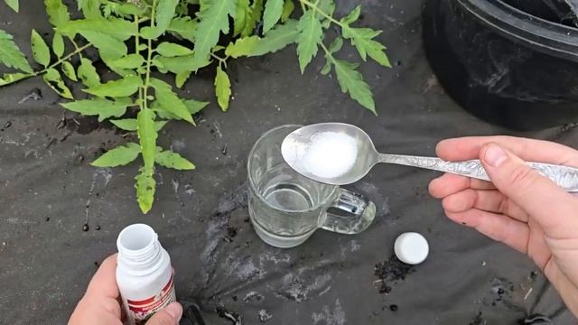 ПЕРВАЯ ВАЖНАЯ подкормка для завязи ТОМАТОВ, ОГУРЦОВ, ПЕРЦЕВ, было много цветочков, не опадали и з...