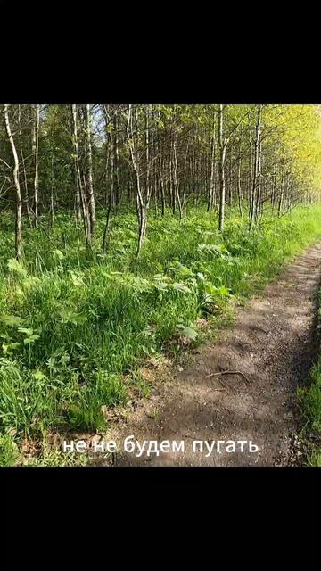 Новорождённый лосёнок.