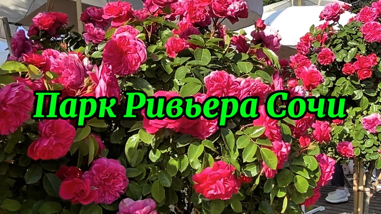 Божественное цветение роз в парке Ривьера Сочи