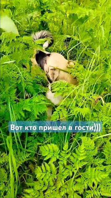 щенок