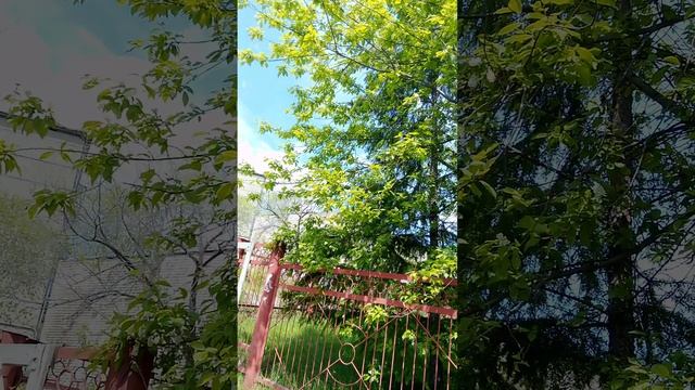 VID_20250527_134546.mp4 Пение птиц.