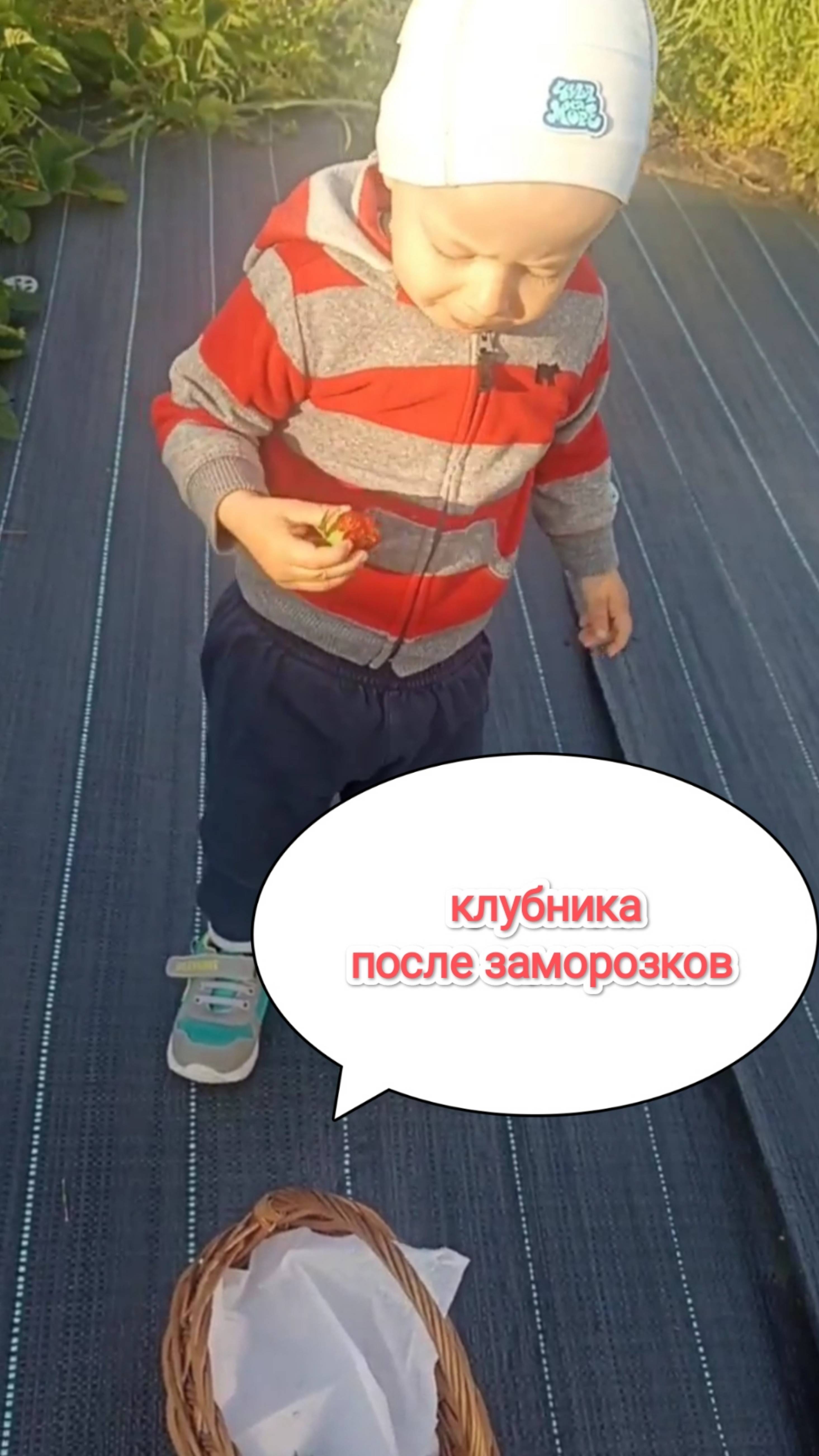 Сбор ягоды, клубника #ягоды #огород #сад #деревня #домвдеревне #садиогород