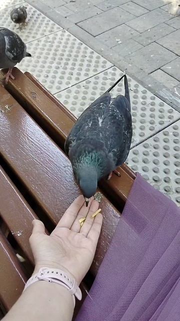 🕊️