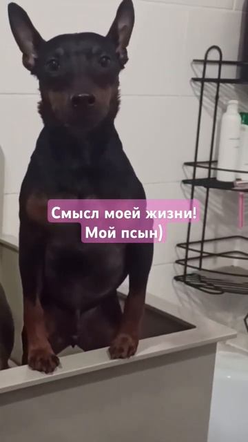 Каришик - псынок #каришик #любовь #собака #смыслжизни