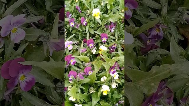 И снова мои цветы.mp4