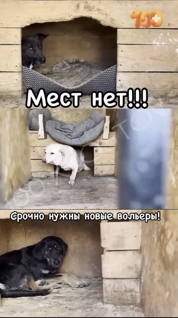 Мест нет! Приходится слышать собачкам, которым нужна помощь.  Мы снова вынуждены отказывать...