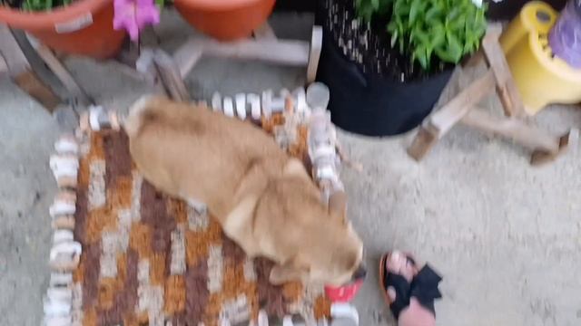 Еще одно украшение для сада на солнечной батарее.