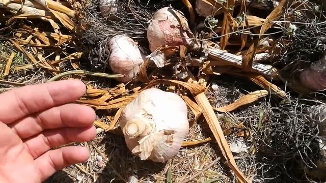 Сушка чеснока.Все просто.Как сушить чеснок после уборки
