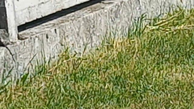 жаркий день , рогаль на тесто на малом озере