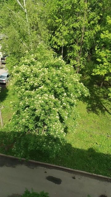 Расцвела рябина под окном, 27 мая 2025.