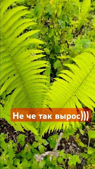 папоротник