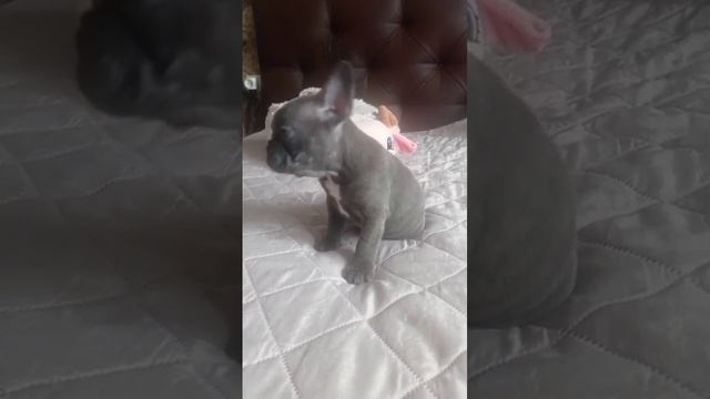 Щенки французского бульдога Мальчишки