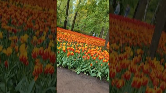 Тюльпановая феерия на Елагином острове. #природа #весна #сад #яжеженщина