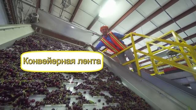 Блиппи (Blippi) - Блиппи на фабрике вишни   Блиппи на Русском   Изучай этот Мир вместе с Блиппи   Bl