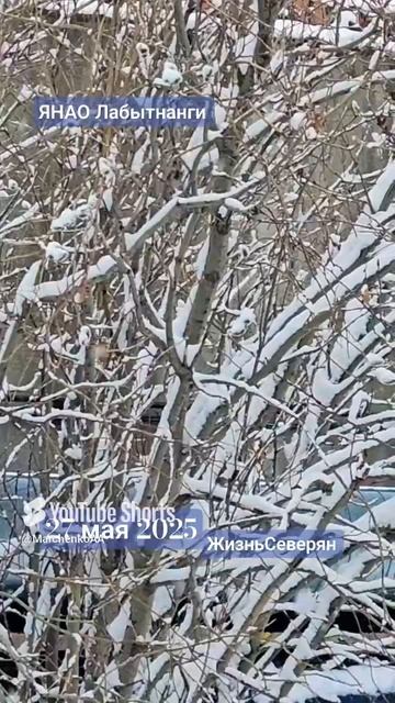 Это просто май. 27.05.2025. Ямал, Лабытнанги. ЖизньСеверян.