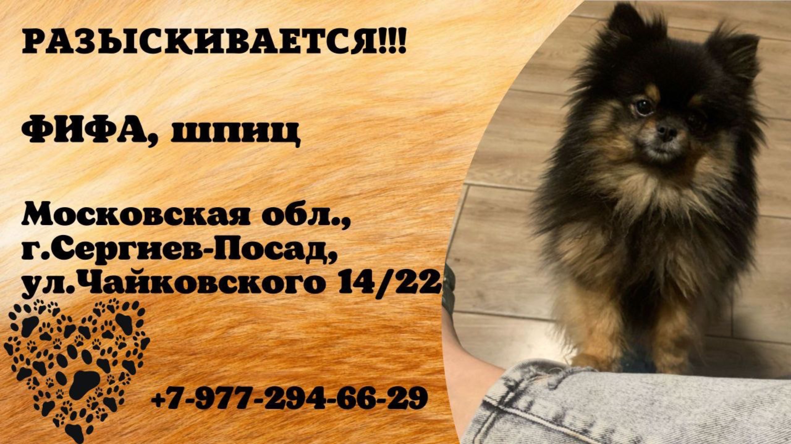 Пропала собака! ФИФА, шпиц. Московская обл., г.Сергиев-Посад.
