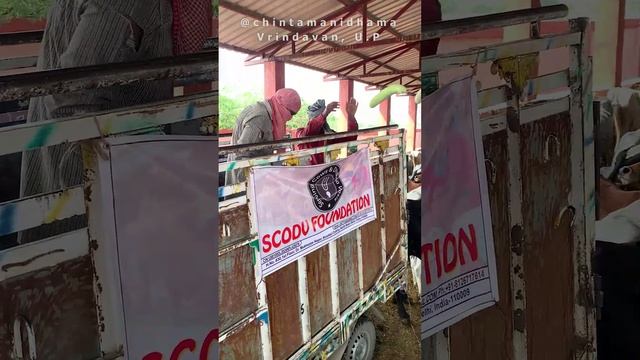 27 мая. Шани Джаянти. Раздача овощей коровкам и сладостей работникам гошалы