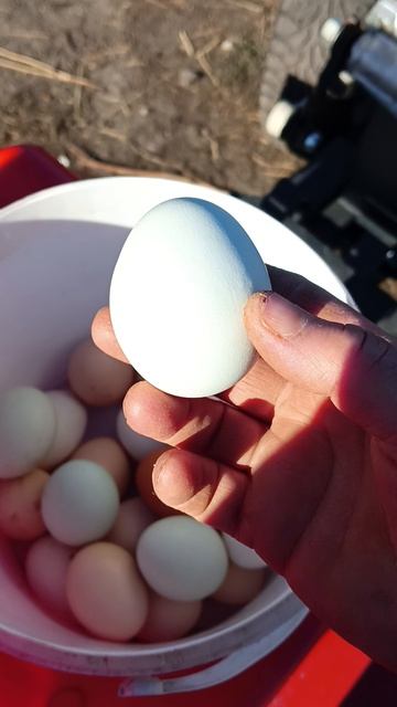 у меня курица несут синий цвет яиц