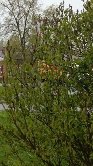 Красивый кустик