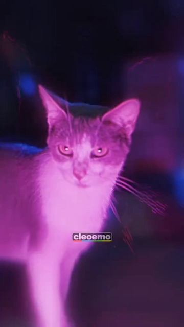 кошачье движение