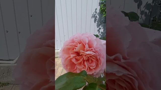 Английская роза Абрахам Дерби.